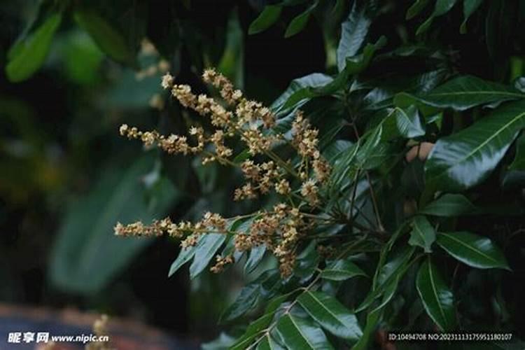 种龙眼施什么肥