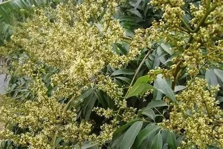 龙眼花期怎么管理