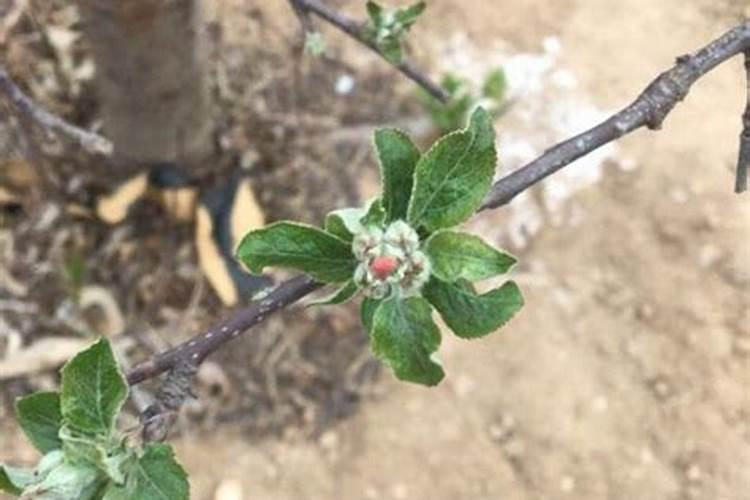 花椒叶面肥多久打好