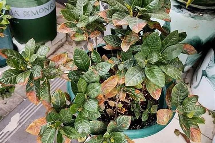 栀子月季杜鹃花……养一回死一回？学这1招,连开3个月!