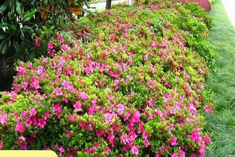 新移栽的树多长时间生根 移栽树需要多久生根