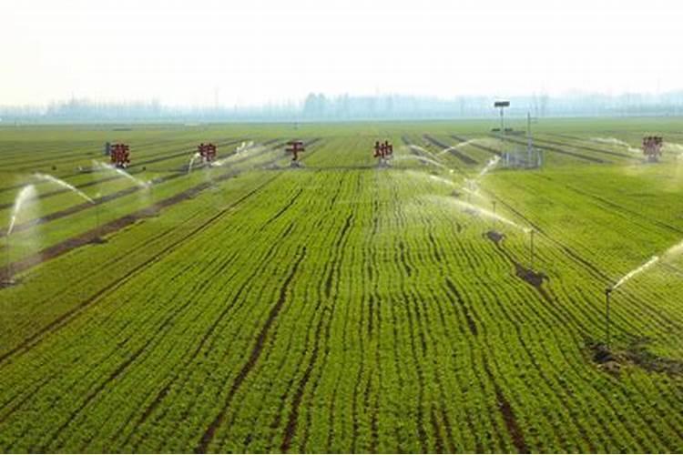 水溶肥料怎么使用 水溶肥如何使用效果更好