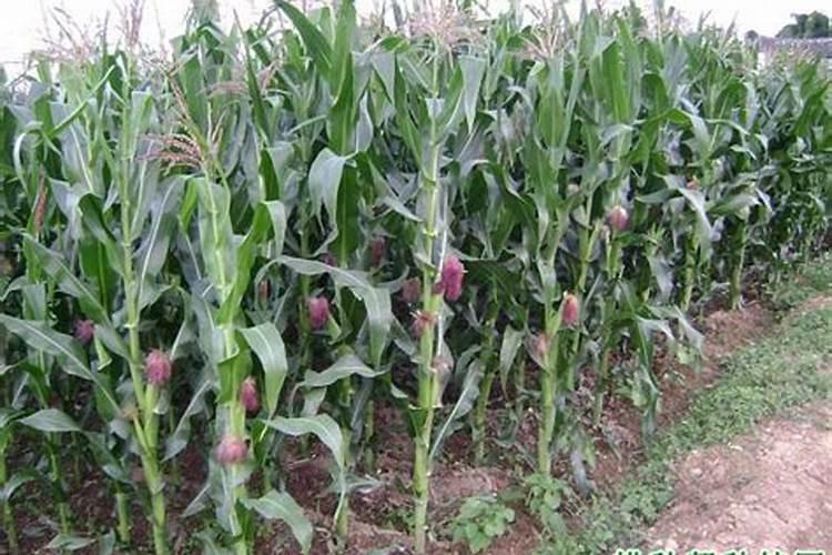 玉米施肥氮磷钾比例是多少 如何合理施加肥料