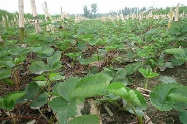 草木灰如何给草莓施肥