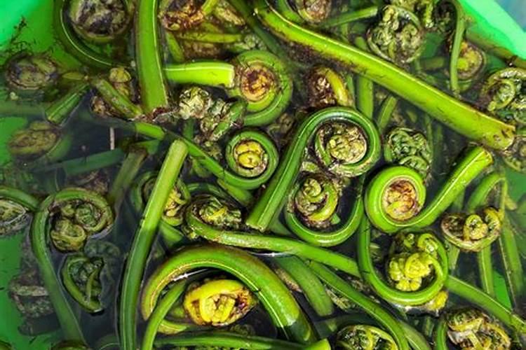 蕨菜怎么冷冻保存