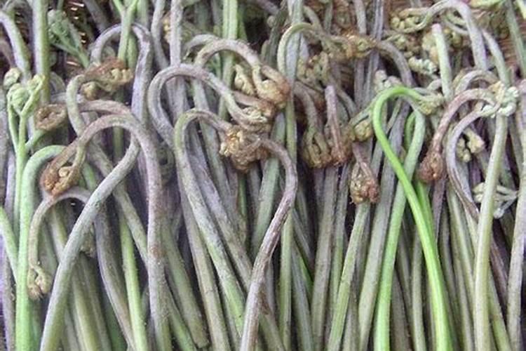 蕨菜怎么保存一年不烂