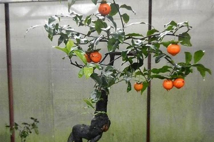 “金弹子”盆景,“熟桩”养护!“6点”注意事项