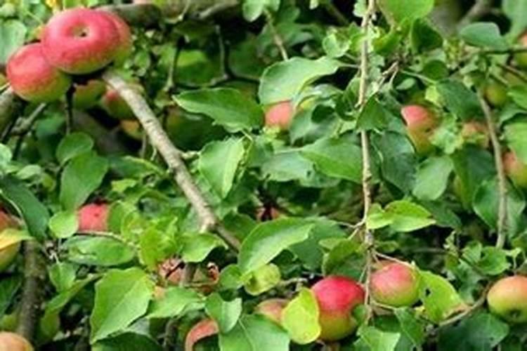 百香果树为何只长藤不开花结果