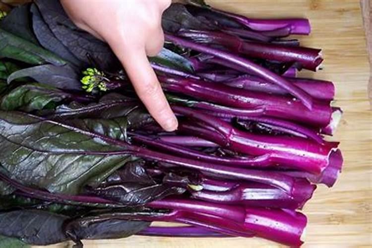 为什么红菜苔只长叶子不长苔