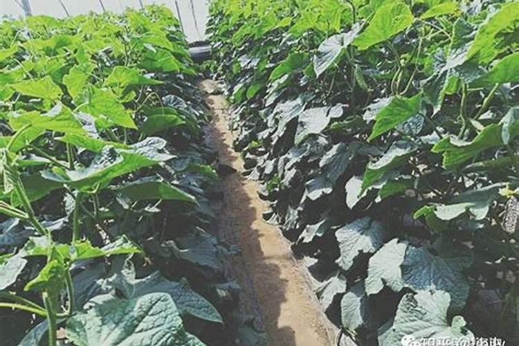 气温低施肥有效吗