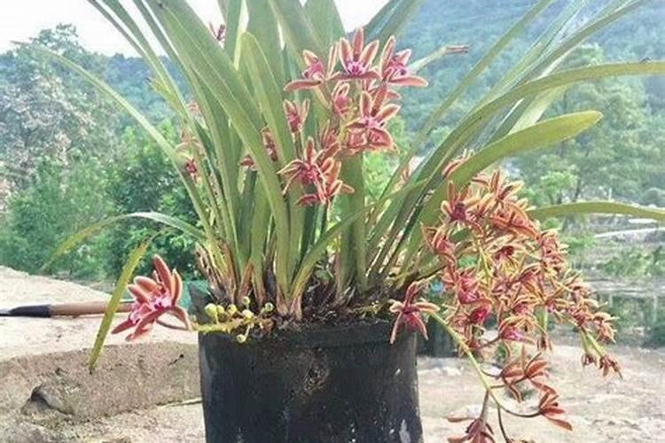 花宝一号花宝1号适用对象,功能与使用方法