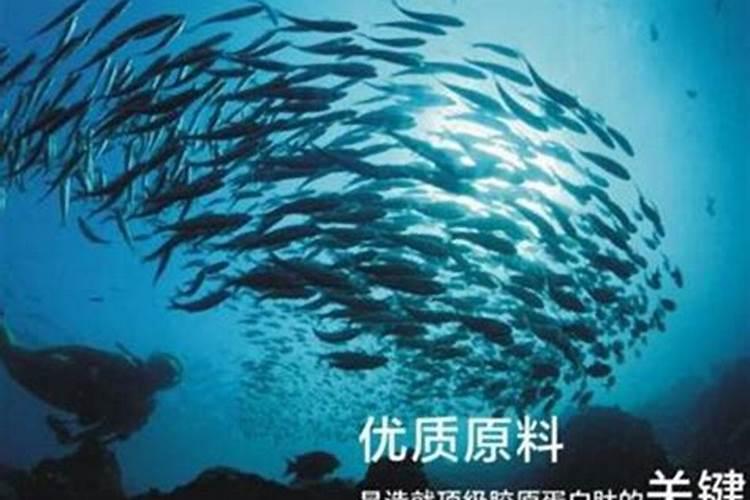 什么是鱼蛋白肥料,鱼蛋白肥料作用及使用方法