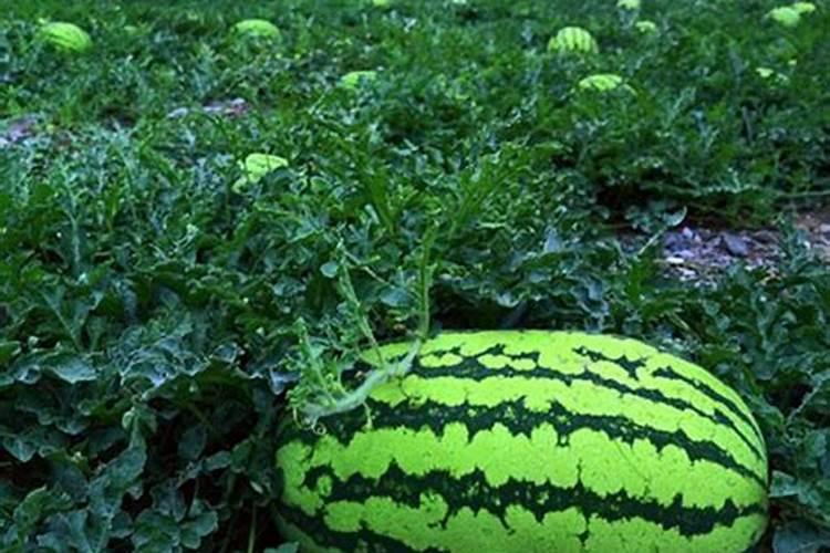 西瓜什么时候施硼肥