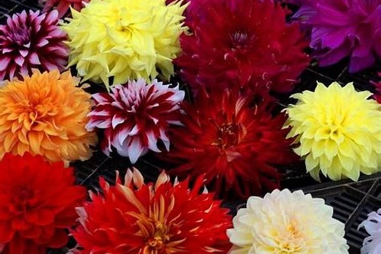 大丽花喜肥吗 喜欢施什么肥料