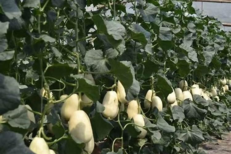 钙肥的种类有哪些呢。