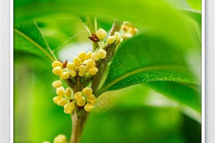 盆栽桂花可以施叶面肥吗