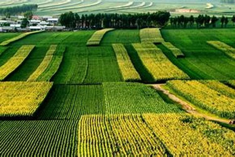 如何正确施用磷肥？