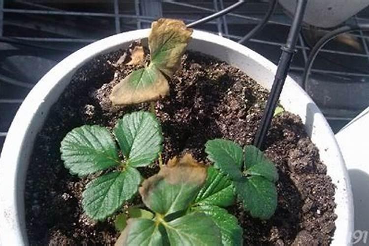 草莓叶子为什么会枯萎？