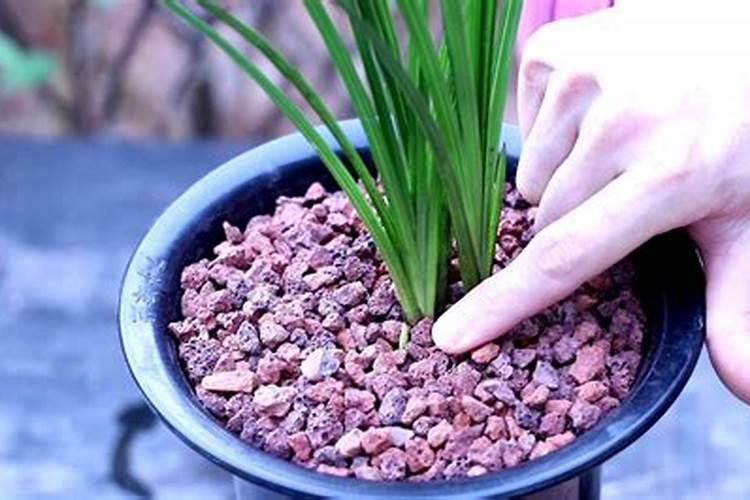 兰花僵苗后还会长大么