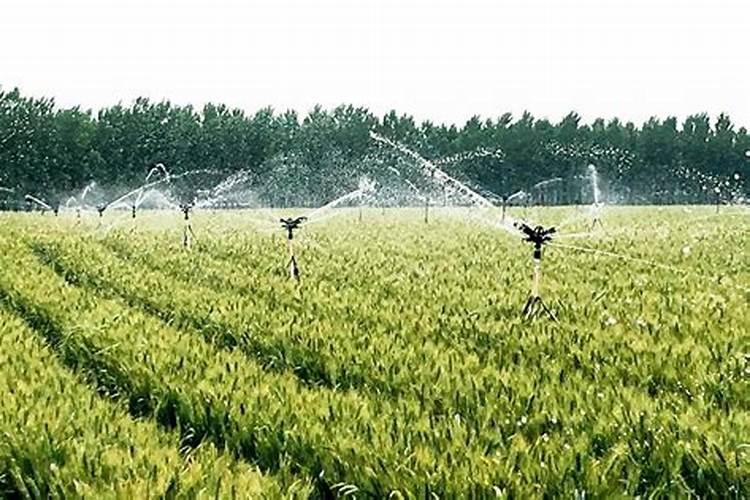 施可丰噻虫嗪化肥能用于麦田吗