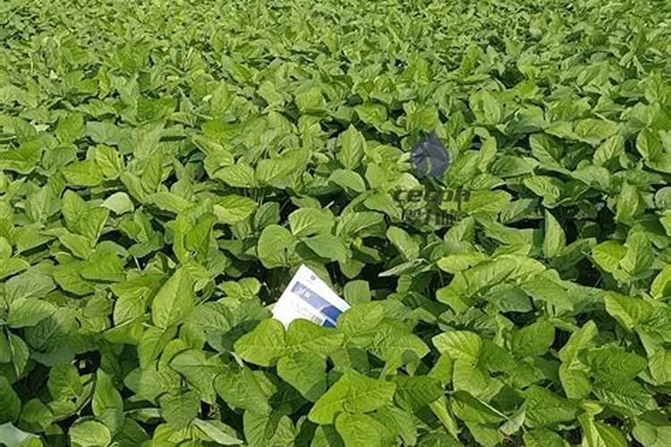 种植毛豆叶子太旺怎么办？