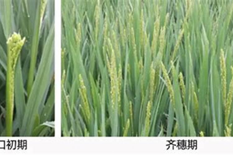 水稻破口期打什么农药