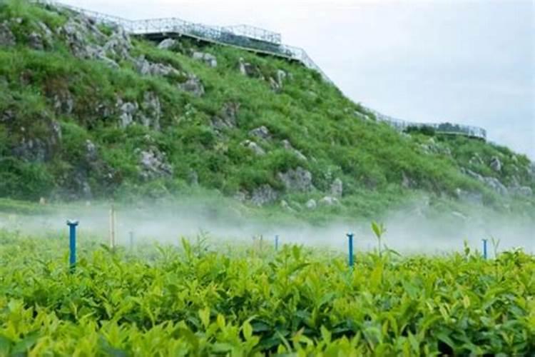 茶叶化肥使用方法