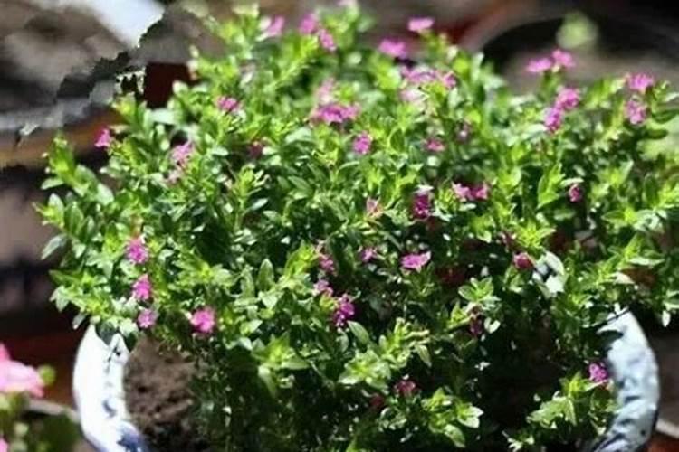 打叶面肥较合适的时机,在什么时候呢？