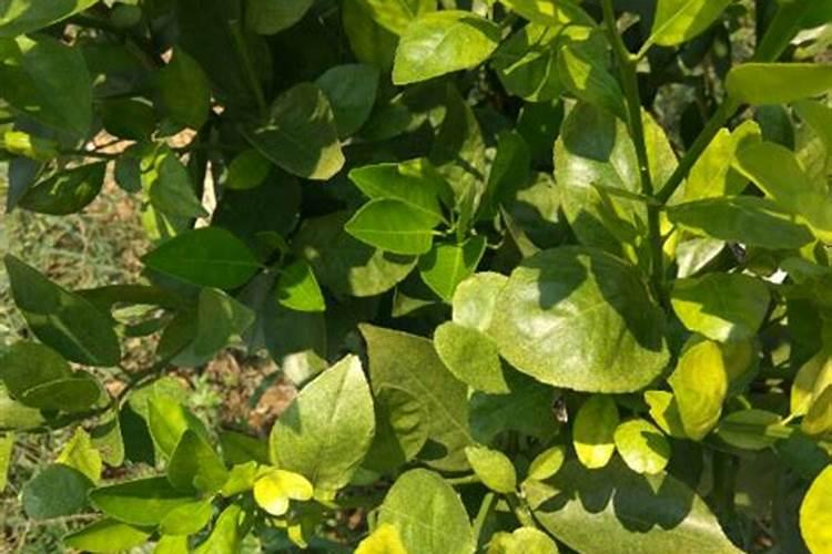 柚子树叶子发黄怎么办