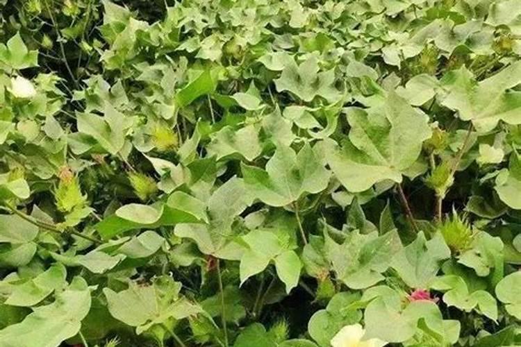 花生肥氮磷钾最佳配方