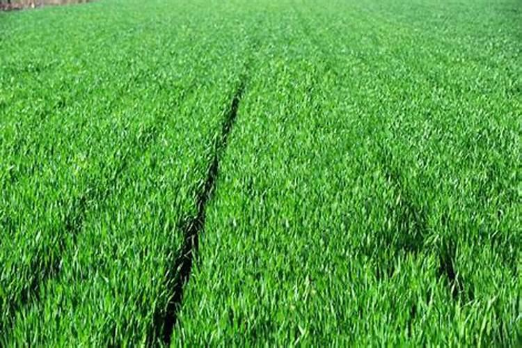 什么植物不能用磷酸二氢钾？