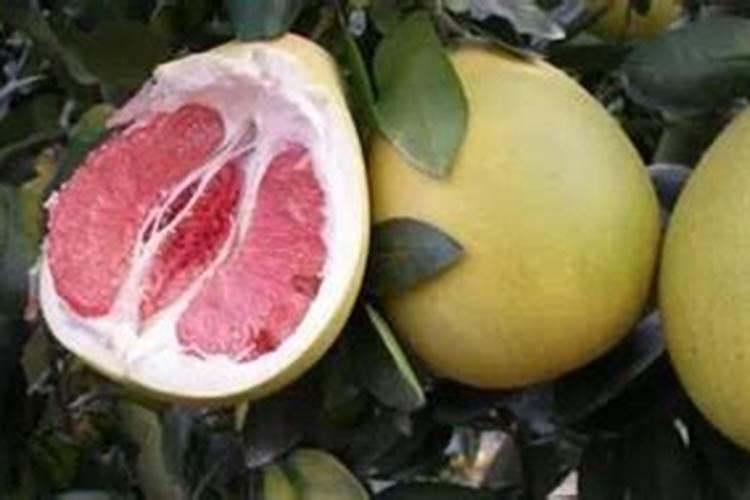 硒含量最高的食物是什么