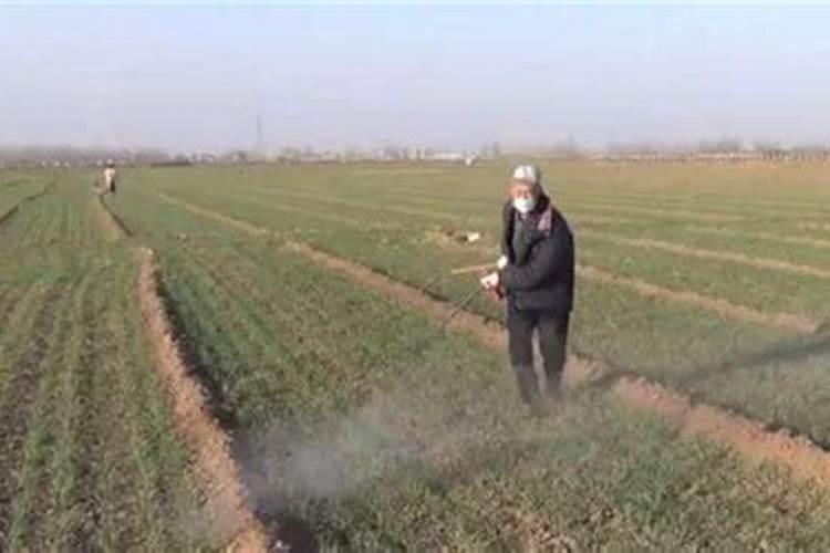 黄花菜开花期想要施肥,应该怎么施肥呢？