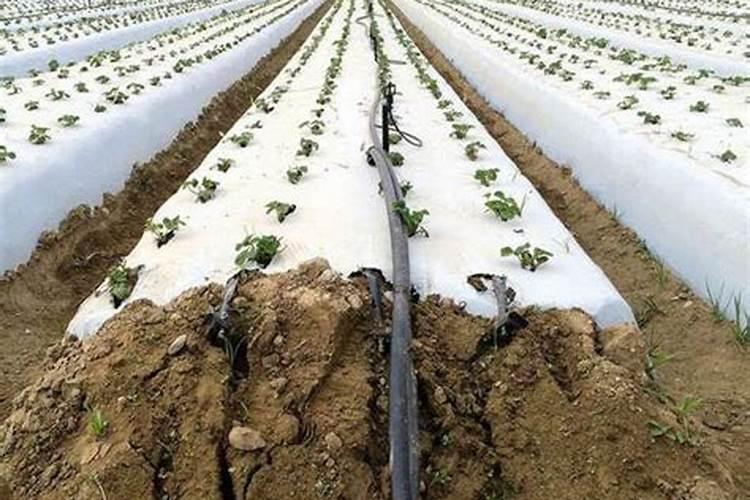 滴灌管堵塞了怎么办,有解决方法吗