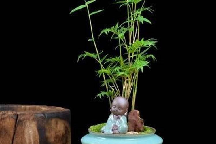 柿子树开花时打什么药？