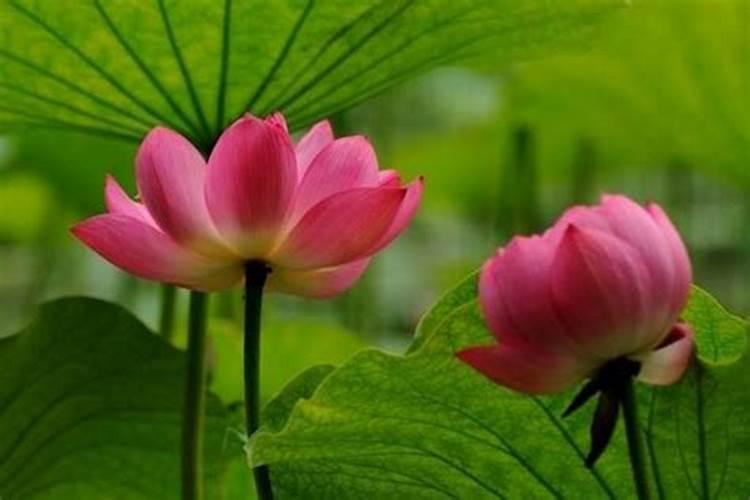 家养荷花如何施肥