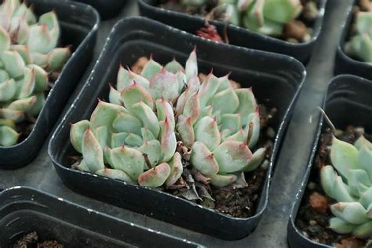 育肥宝饲料添加剂拌玉米粉不配饲料有效果吗