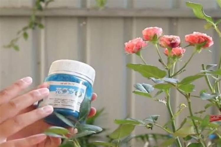 磷酸二氢钾可以浇灌月季花吗？