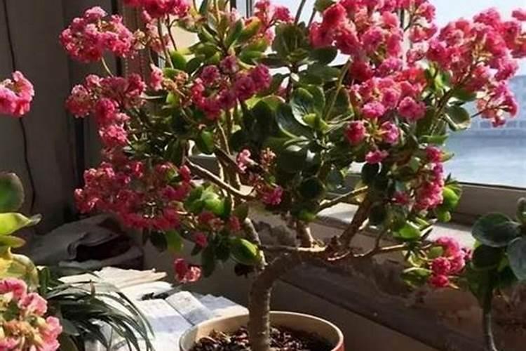 如何保持扦插成活的长寿花长得肥壮？