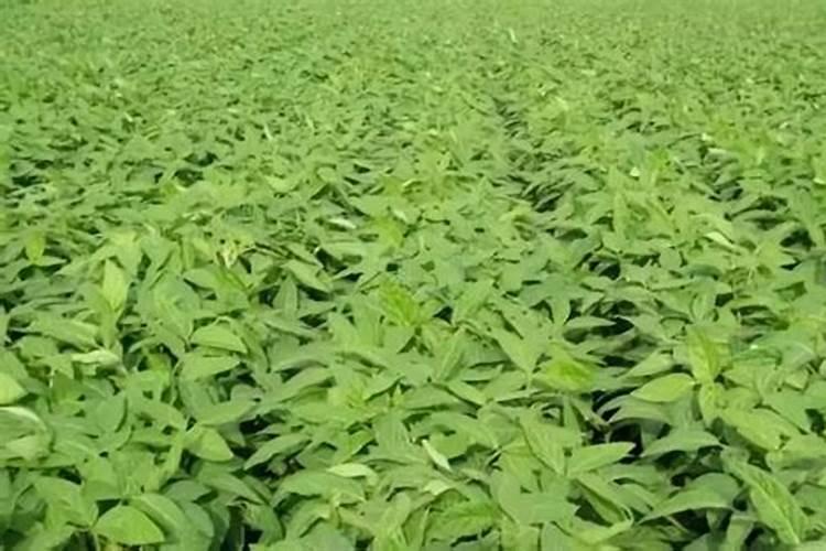 大豆叶面肥用水量多少