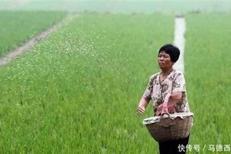 施肥水稻苗期怎么施肥