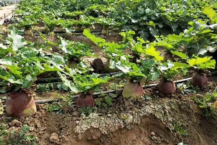 避免萝卜空心要怎么施肥和用药