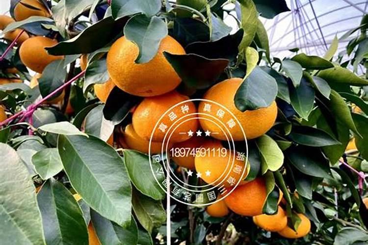 罗布泊品牌在西南地区别的作物有啥专用肥没？