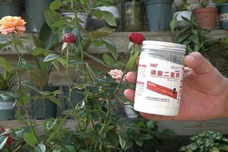 月季花施磷酸二氢钾肥料的正确用法