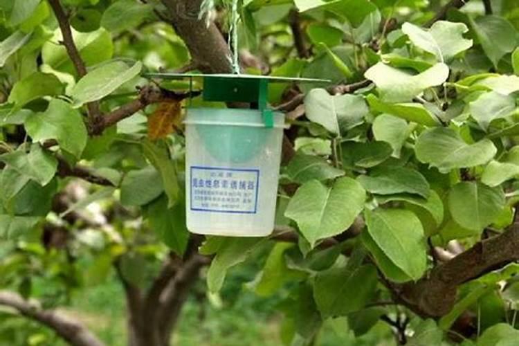 瓜果蔬菜上喷施叶面肥,会起到怎样的作用呢？