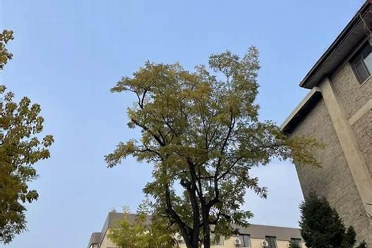 氮肥分为哪些氮肥