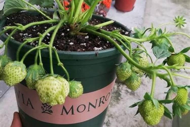 种草莓苗怎么管理