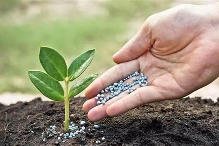 如何进行池塘合理施肥