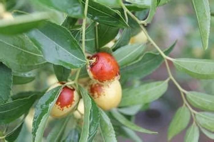 大枣膨大期上什么肥料产量高？大枣保花保果用哪种水溶肥效果好？