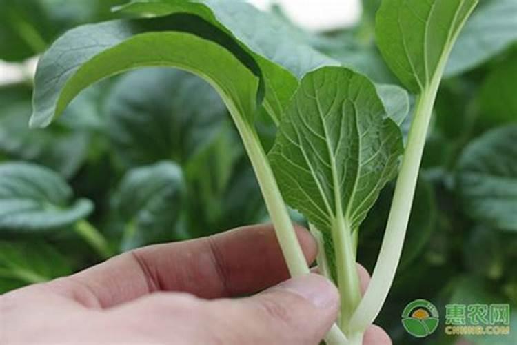 油菜种植方式调整后怎么进行肥料施用？